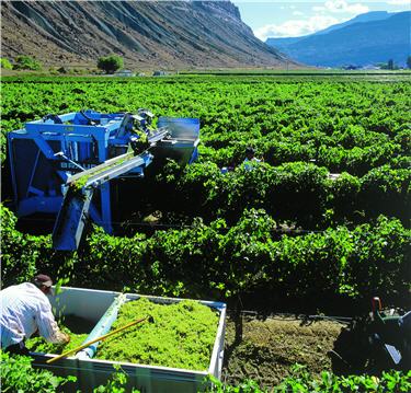 Colorado wines 